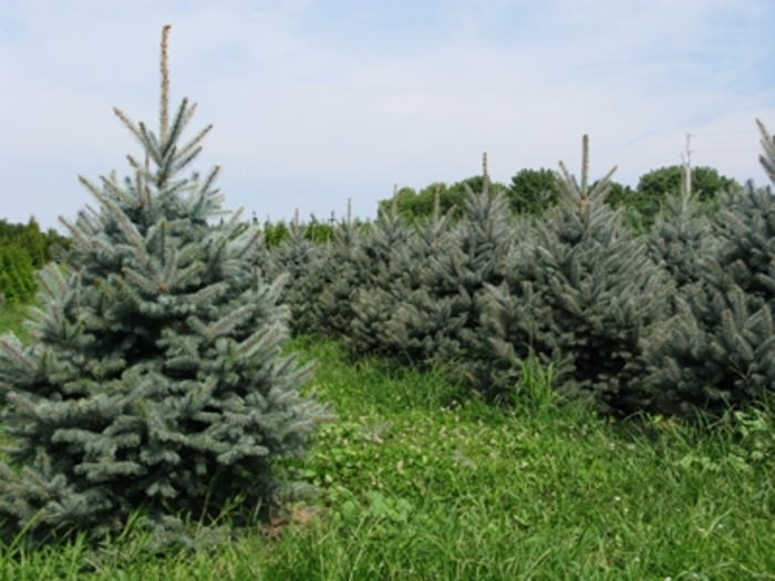 'Fat Albert' Colorado Blue Spruce - Picea pungens 'Fat Albert' 