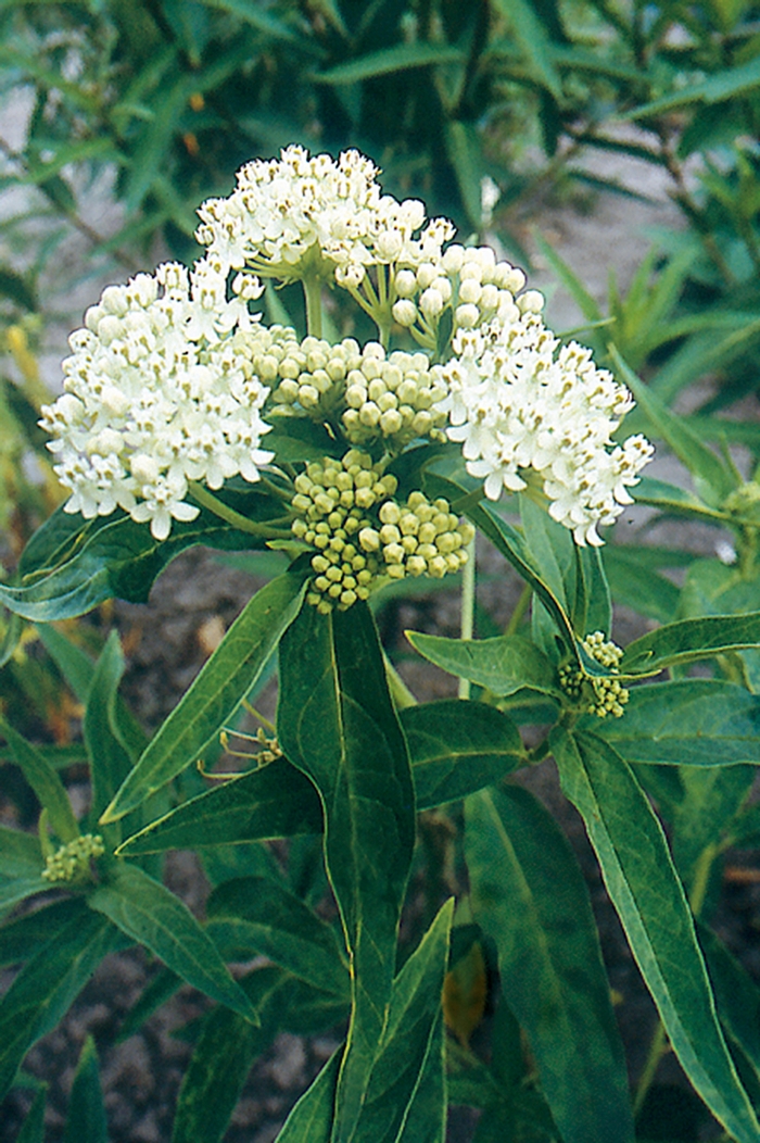 Butterfly Weed - Asclepias incarnata 'Ice Ballet' 
