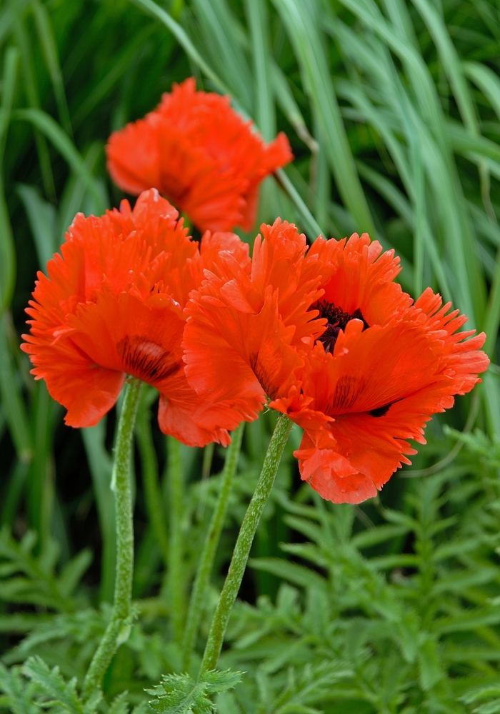 Oriental Poppy - Papaver orientale 'Turkenlouis'
