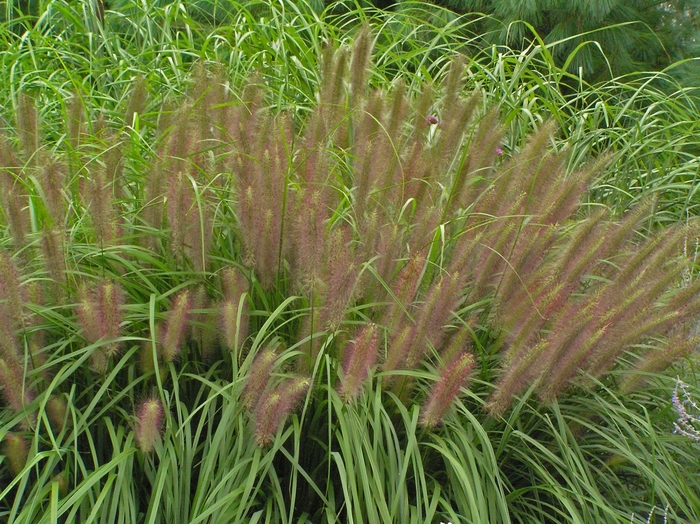 Fountain Grass - Pennisetum alopecuroides 'Red Head' 