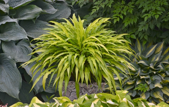 Plantain Lily - Hosta 'Curly Fries'