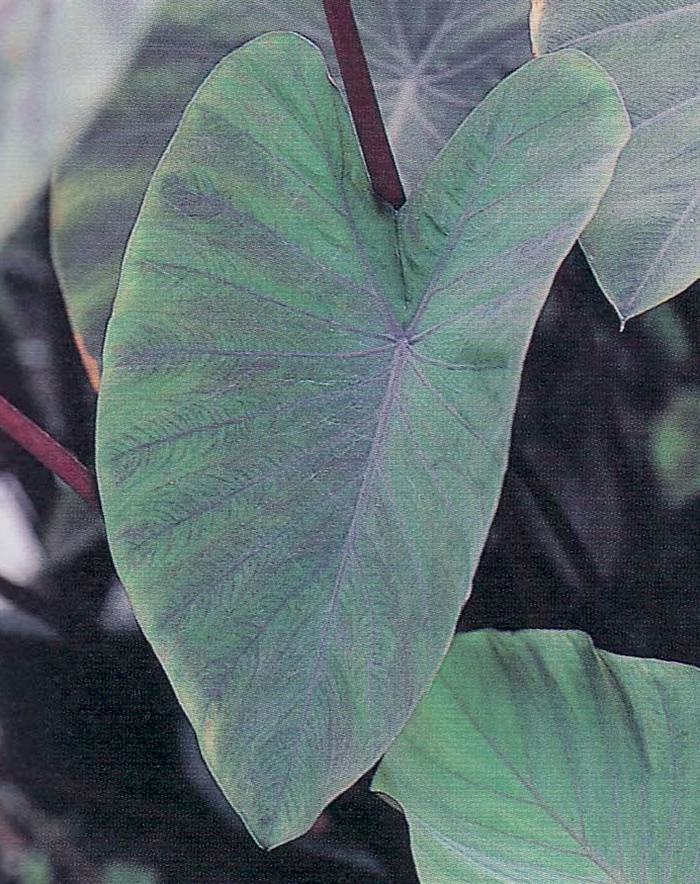 'Heart of the Jungle' Elephant's Ears - Colocasia esculenta