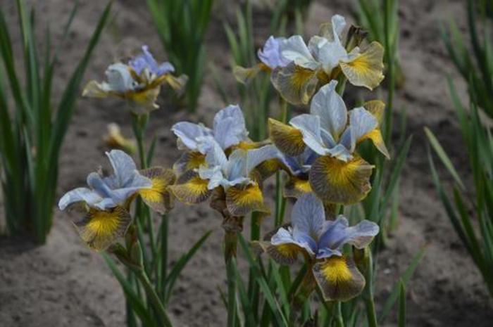 Siberian Iris - Iris siberica 'Peacock Butterfly™ Uncorked'
