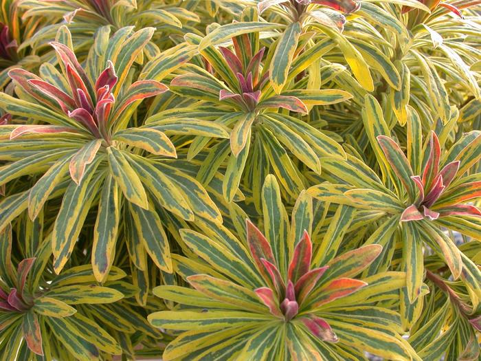 Cushion Spurge - Euphorbia x martinii Sahara™ 'Ascot Rainbow'
