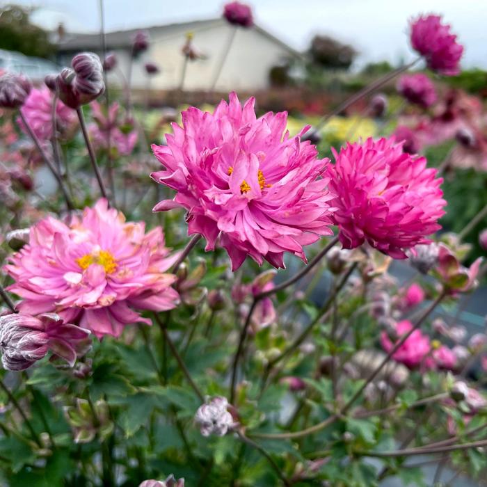 Windflower - Anemone Puff® Pink