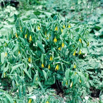 Uvularia grandiflora - Large-flowered Bellwort