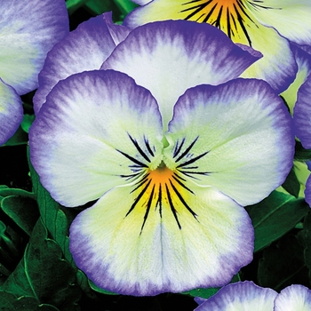 Viola cornuta 'Penny Purple Picotee' - Pansy