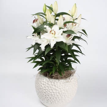 Lilium 'Sunny Bahamas' - Oriental Lily