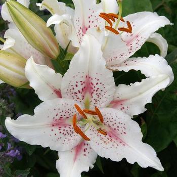 Lilium 'Muscadet' - Oriental Lily