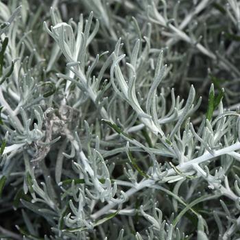 Helichrysum italicum 'Silver Threads' (Curry Plant) - Silver Threads 