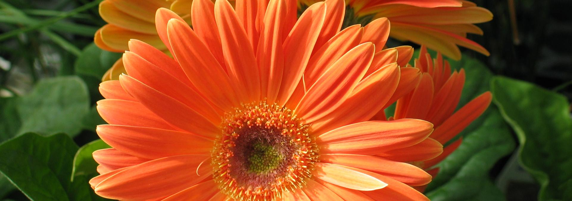 Ebert's Greenhouse Village