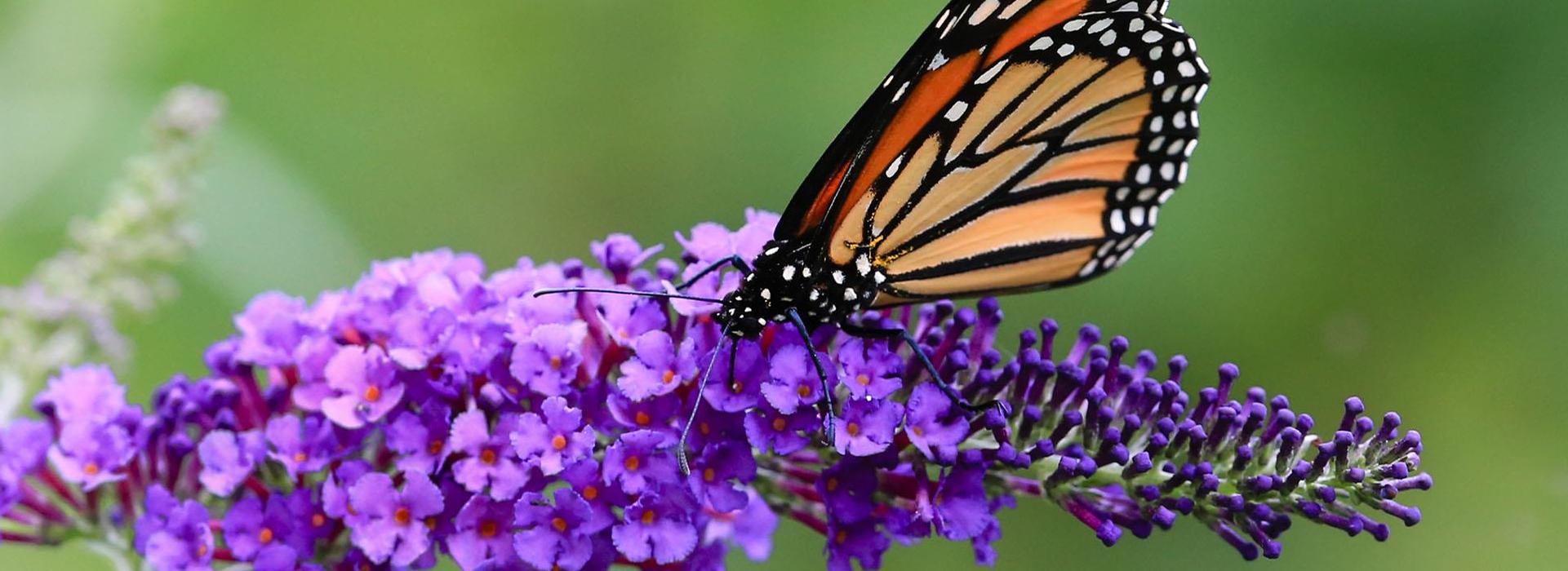 Ebert's Greenhouse Village