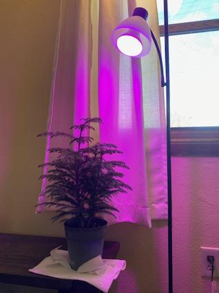 Norfolk pine under a grow light