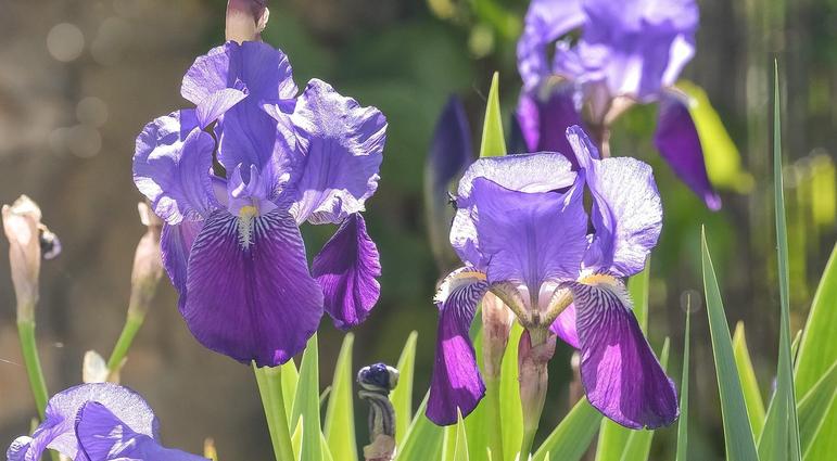 Planting the Color Wheel Part 3: Triadic Colors