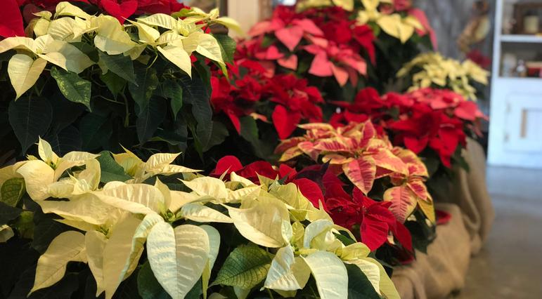 Colorful poinsettias.