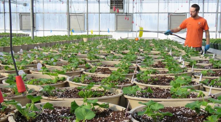 Jared waters newly planted geraniums.