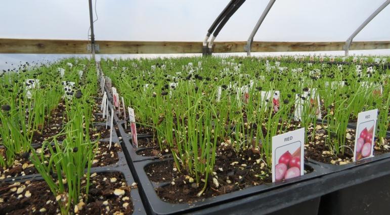 Red onion seedlings. They'll stay in the house for a few weeks before being sent outside to harden off. Red onion seedlings. They'll stay in the house for a few weeks before being sent outside to harden off.
