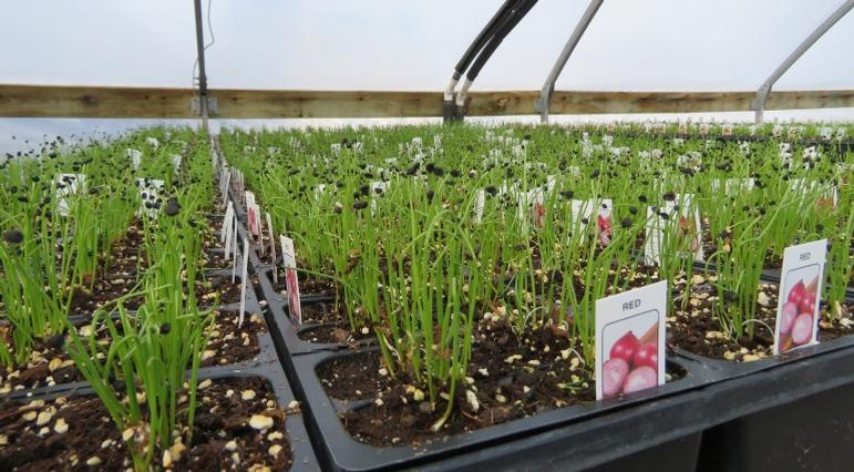 Red onion seedlings. They'll stay in the house for a few weeks before being sent outside to harden off.