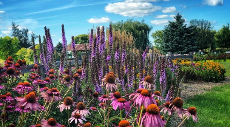 Coneflower, blazing star, and other perennial flowers at Ebert's Greenhouse Village Coneflower, blazing star, and other perennial flowers at Ebert's Greenhouse Village