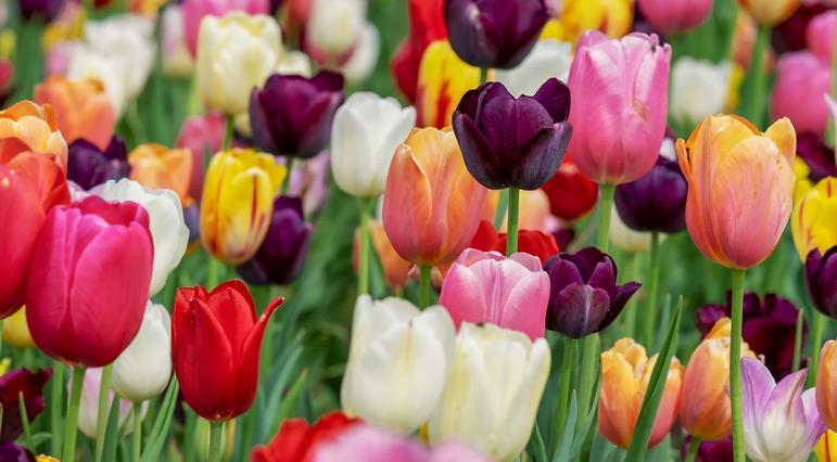 Bulbs for Spring Color