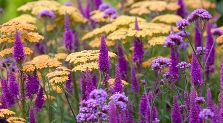 Planting the Color Wheel Part 2: Complementary Colors