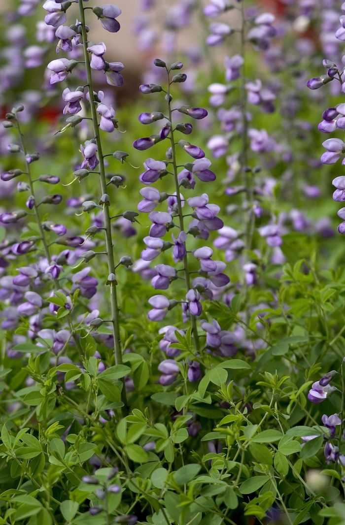Monkshood - Aconitum napellus Monkshood - Aconitum napellus