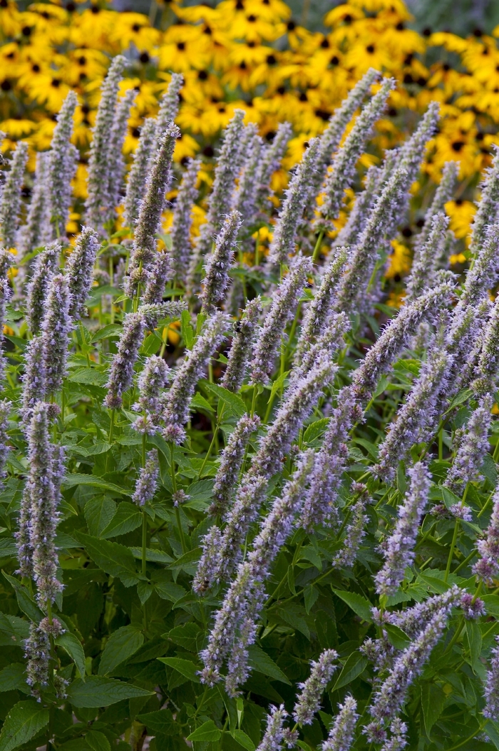 Anise Hyssop - Agastache 'Blue Fortune' Anise Hyssop - Agastache 'Blue Fortune'
