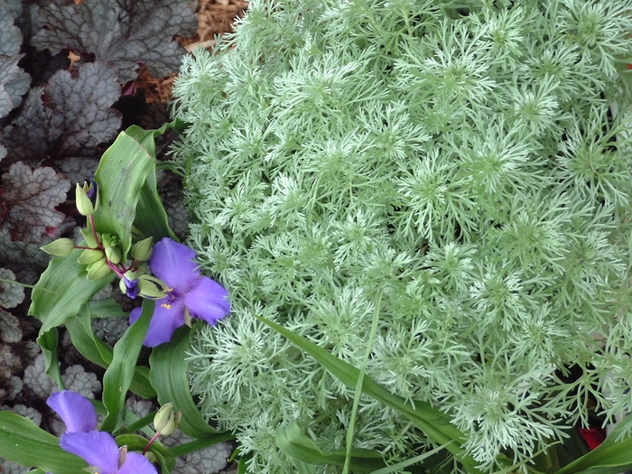 Wormwood - Artemisia schmidtiana 'Silvermound'