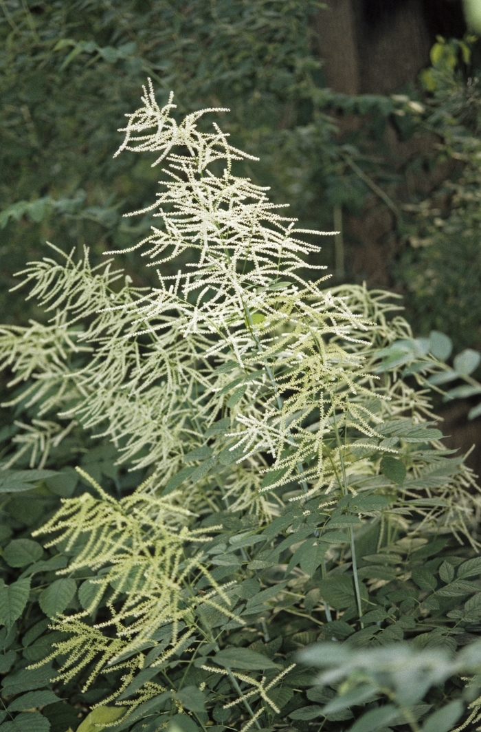 Goats Beard - Aruncus dioicus Goats Beard - Aruncus dioicus