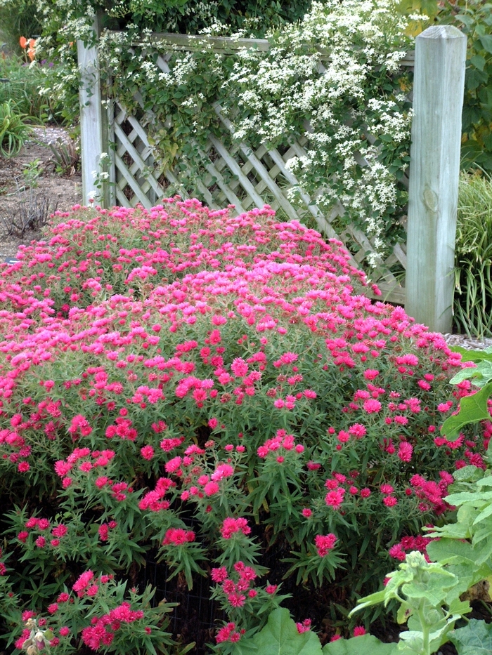 Aster - Aster novae-angliae 'Alma Potschke'