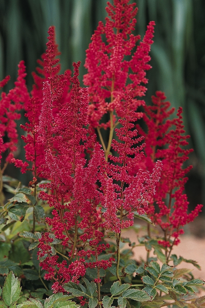 False Spirea - Astilbe rhizomatous 'August Light'