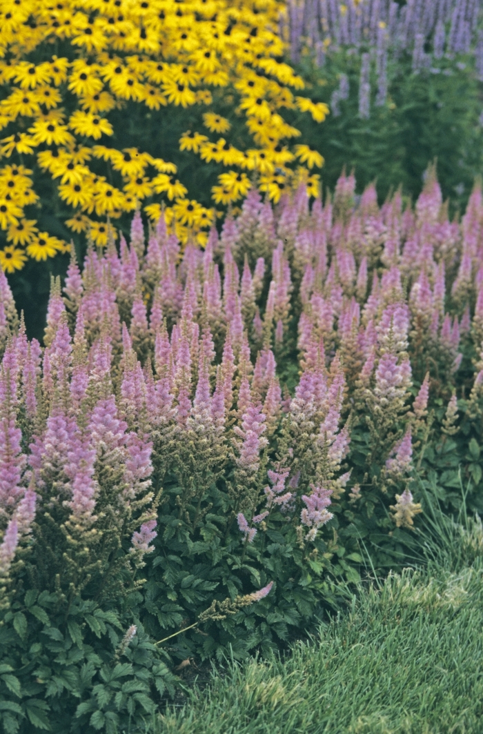 False Spirea - Astilbe chinensis 'Pumila' False Spirea - Astilbe chinensis 'Pumila'