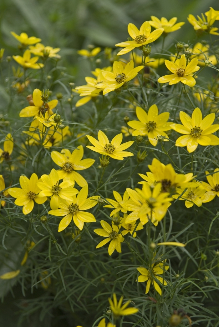 Tickseed - Coreopsis verticillata 'Zagreb' Tickseed - Coreopsis verticillata 'Zagreb'