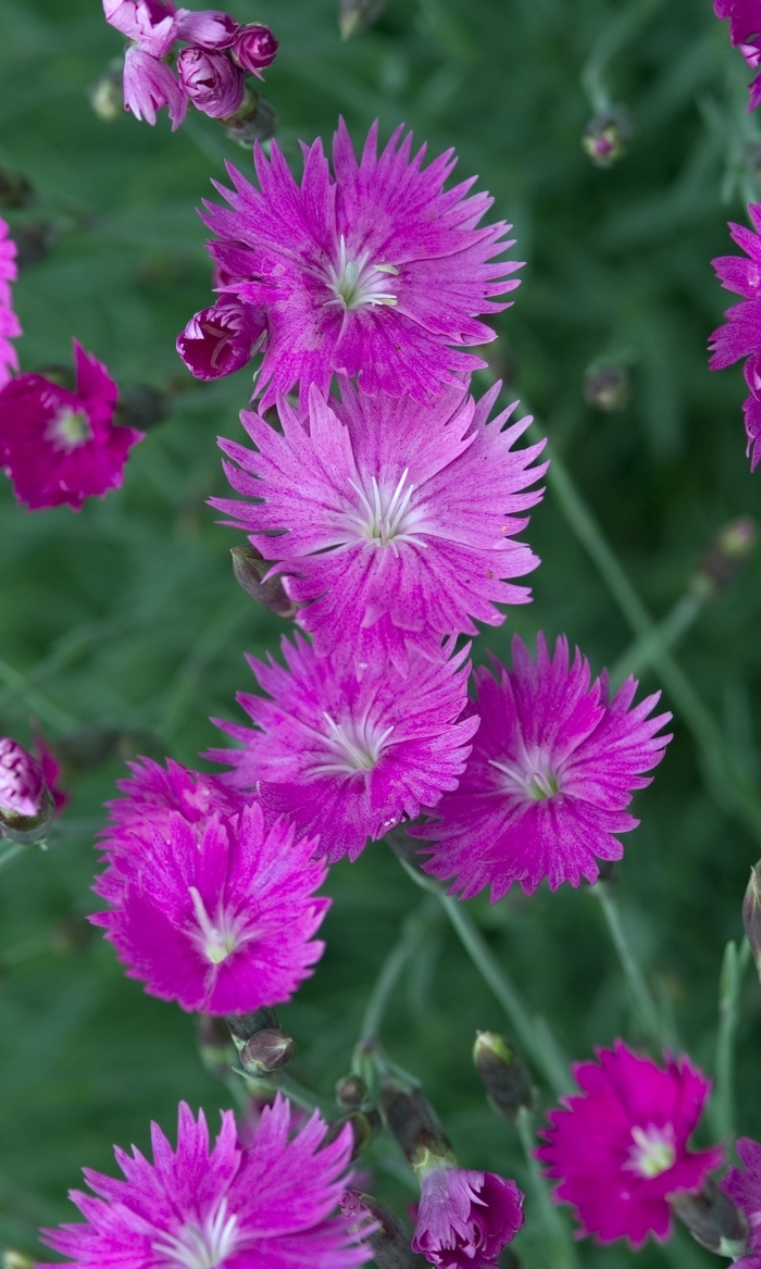 Border Carnation - Dianthus gratianopolitanus 'Firewitch'