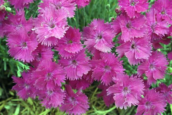 Star Single™ 'Neon Star' - Dianthus hybrid Star Single™ 'Neon Star' - Dianthus hybrid