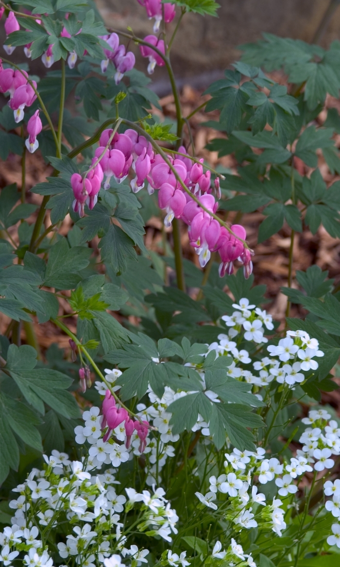 Bleeding Heart - Dicentra spectabilis Bleeding Heart - Dicentra spectabilis
