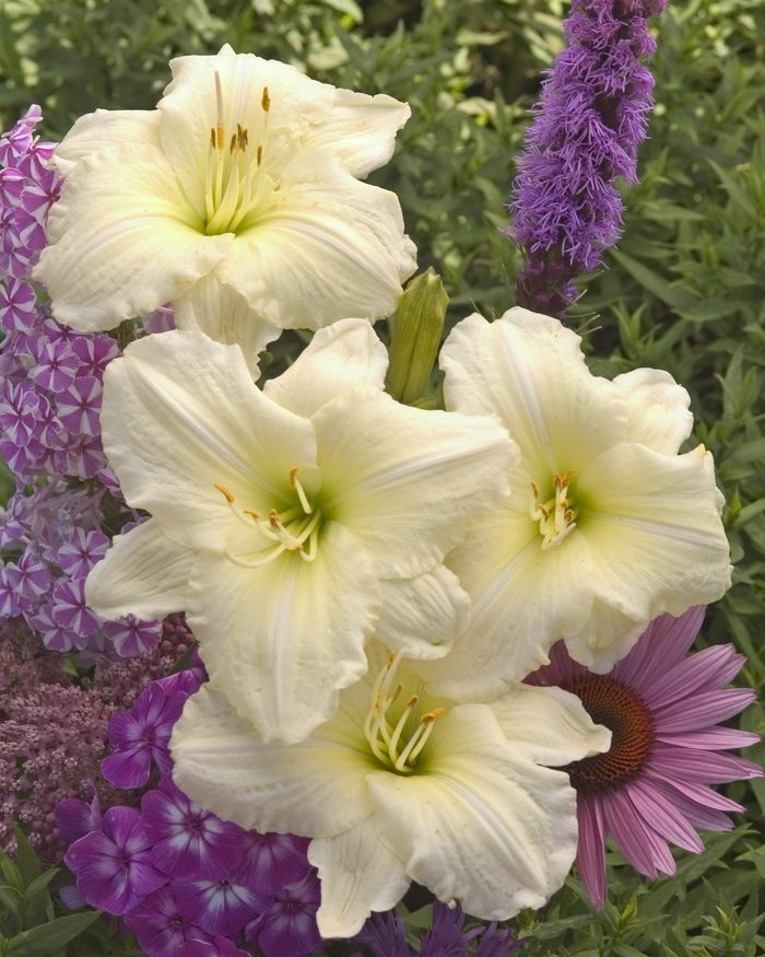 Daylily - Hemerocallis 'Joan Senior'