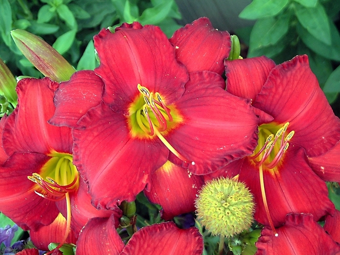 Daylily - Hemerocallis 'Chicago Apache' Daylily - Hemerocallis 'Chicago Apache'
