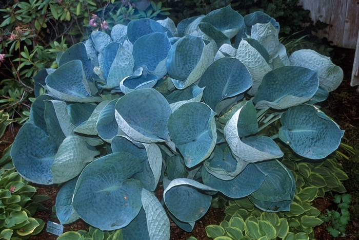 Plantain Lily - Hosta 'Abiqua Drinking Gourd'