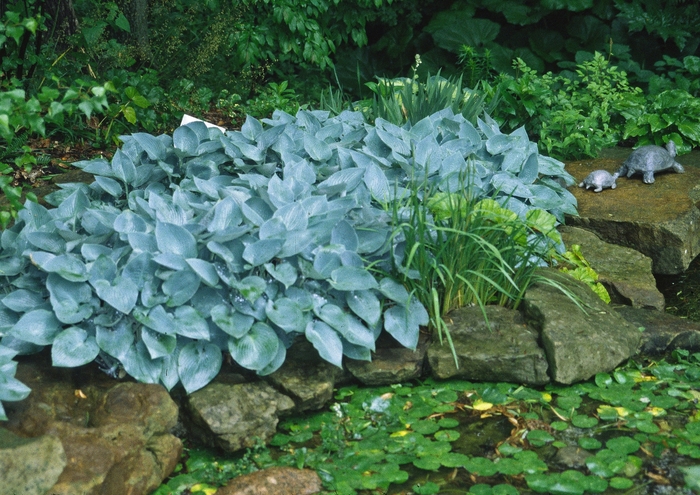 Plantain Lily - Hosta 'Halcyon' Plantain Lily - Hosta 'Halcyon'