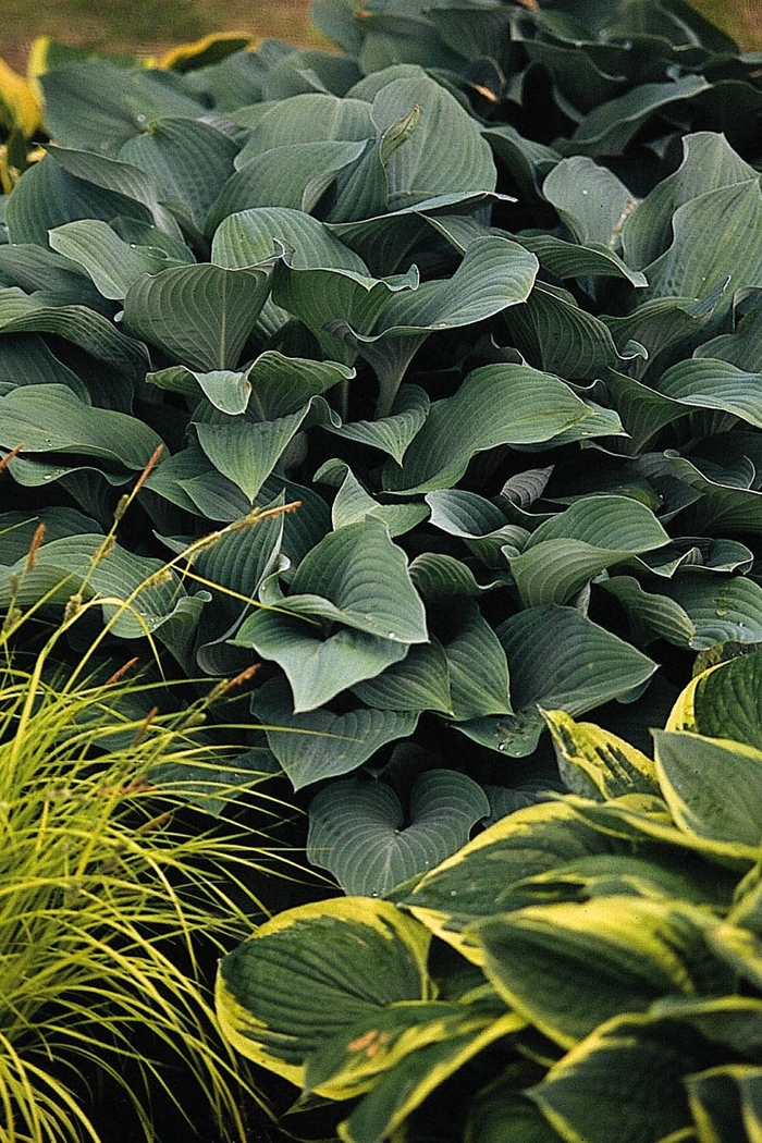 Plantain Lily - Hosta 'Krossa Regal' Plantain Lily - Hosta 'Krossa Regal'