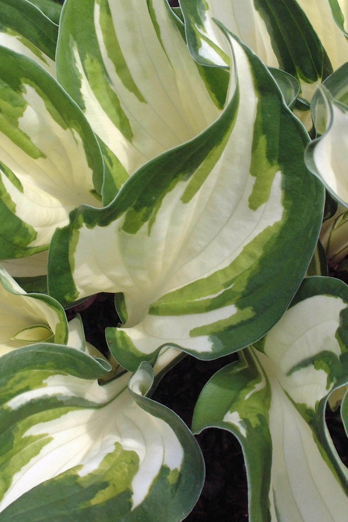 Plantain Lily - Hosta 'Loyalist' Plantain Lily - Hosta 'Loyalist'