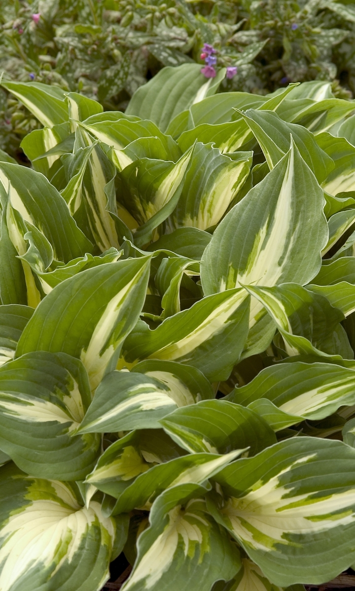 Plantain Lily - Hosta 'Night Before Christmas' Plantain Lily - Hosta 'Night Before Christmas'