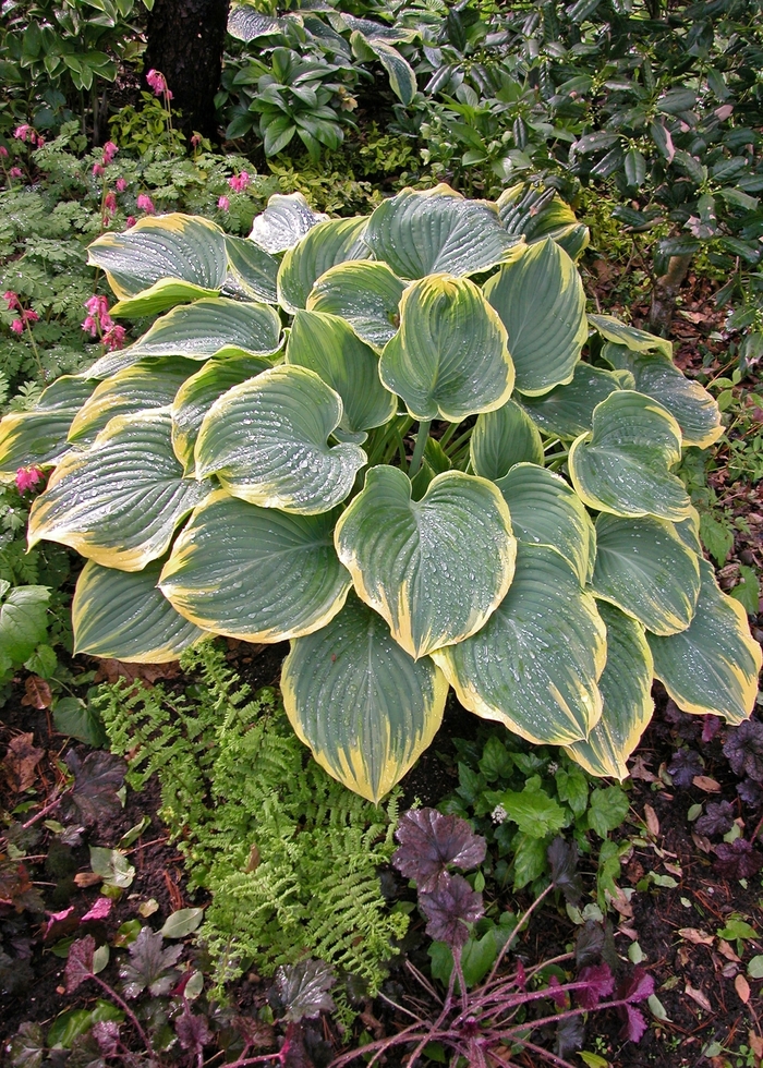 Plantain Lily - Hosta 'Sagae' Plantain Lily - Hosta 'Sagae'