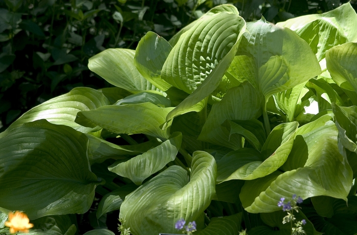 Plantain Lily - Hosta 'Sum and Substance' Plantain Lily - Hosta 'Sum and Substance'