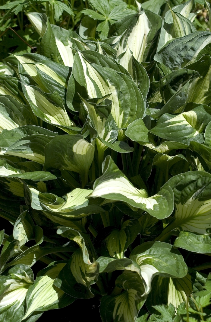 Plantain Lily - Hosta 'Whirlwind'