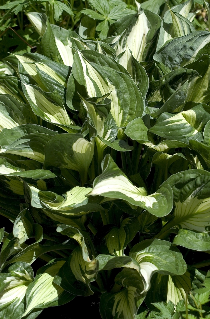 Plantain Lily - Hosta 'Whirlwind' Plantain Lily - Hosta 'Whirlwind'