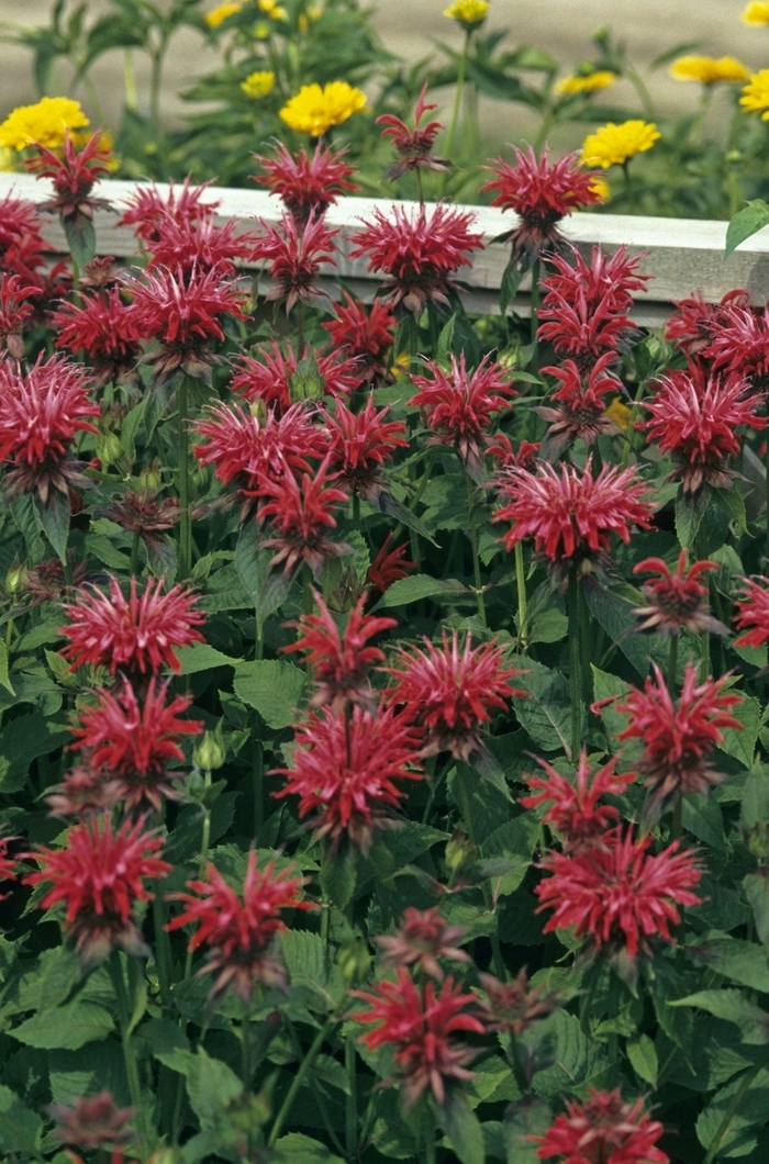 Bee Balm - Monarda 'Gardenview Scarlet'