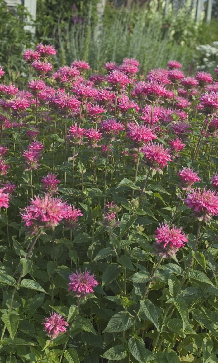 Bee Balm - Monarda 'Marshall's Delight'