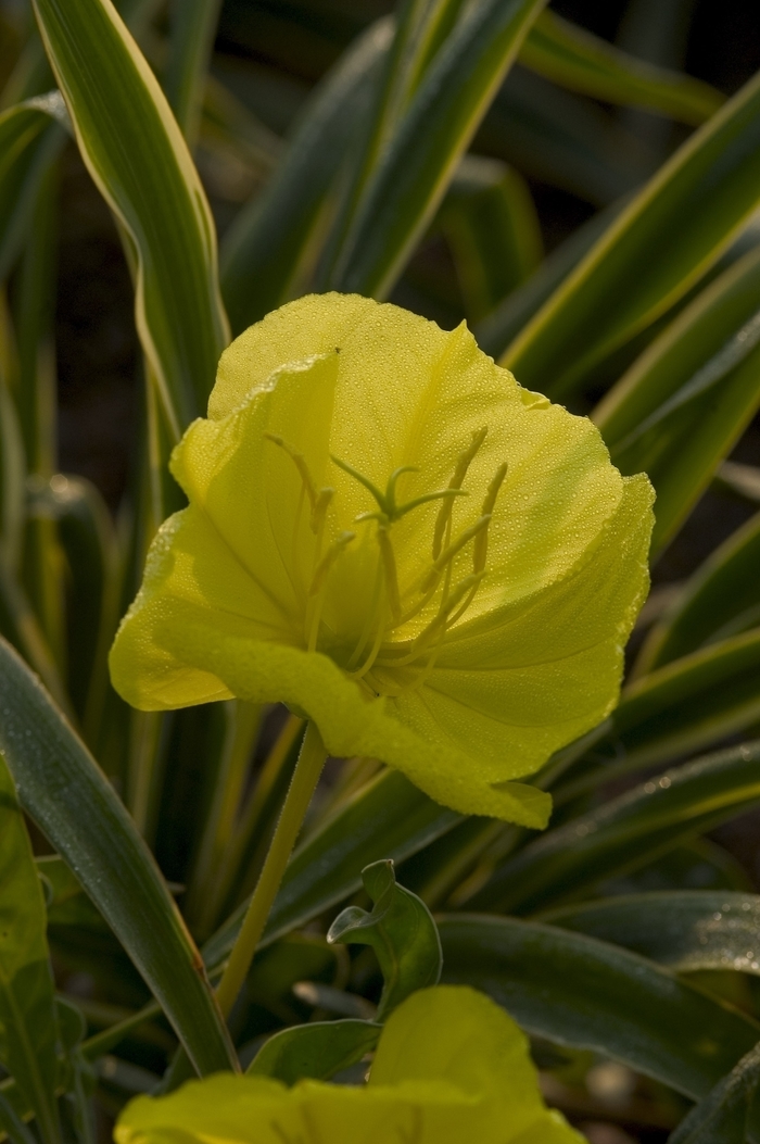 Primrose-Evening - Oenothera missouriensis Primrose-Evening - Oenothera missouriensis